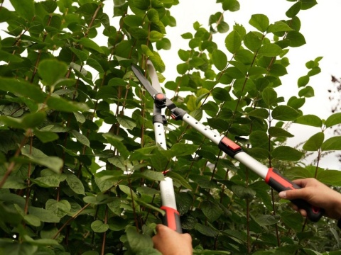 NOŻYCE DO ŻYWOPŁOTU FALISTE/TELESK/AL YT-88213 YATO