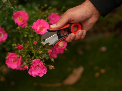 NOŻYCZKI FLORYSTYCZNE DO USUW. KOLCÓW YT-87850 YATO