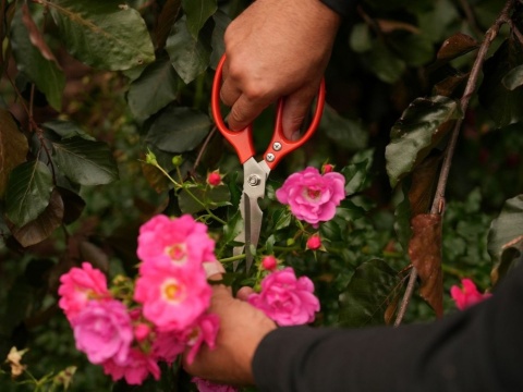 NOŻYCZKI OGRODNICZE 215MM NIERDZEWNE YT-87861 YATO