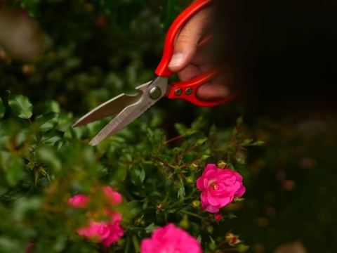 NOŻYCZKI OGRODNICZE 215MM NIERDZEWNE YT-87861 YATO